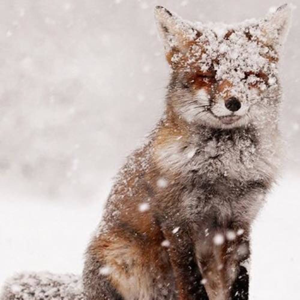 Meet your Posher, Matt-jolie